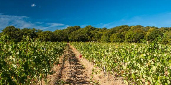 Vermentino Tunisia Wines